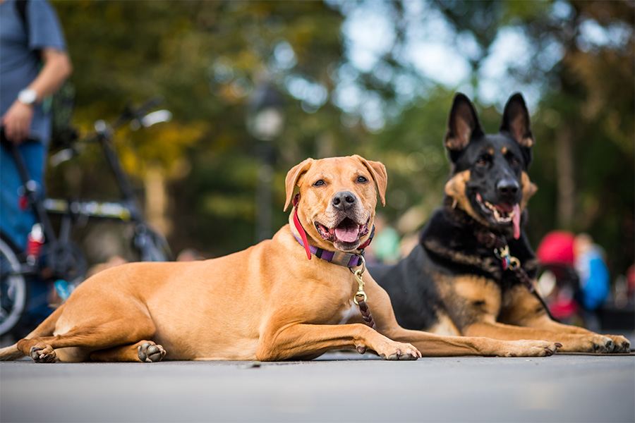 The Importance of Noticing Positive Behavior when Training Your Dog